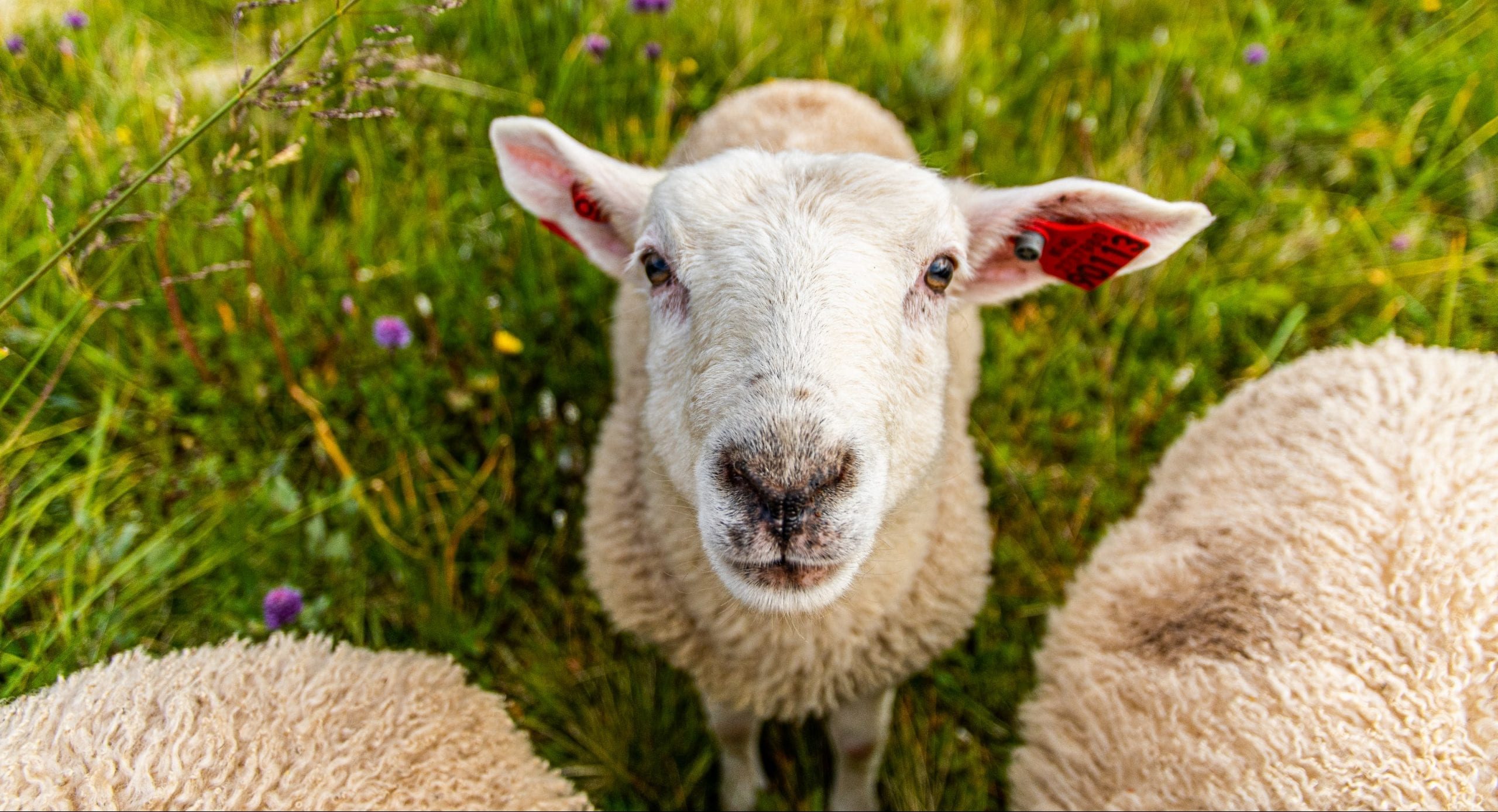 14 Wild and Woolly Facts About Sheep