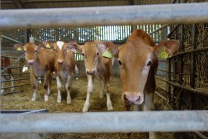 Guernsey cattle calves