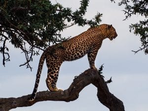 a jaguar standing in a tree