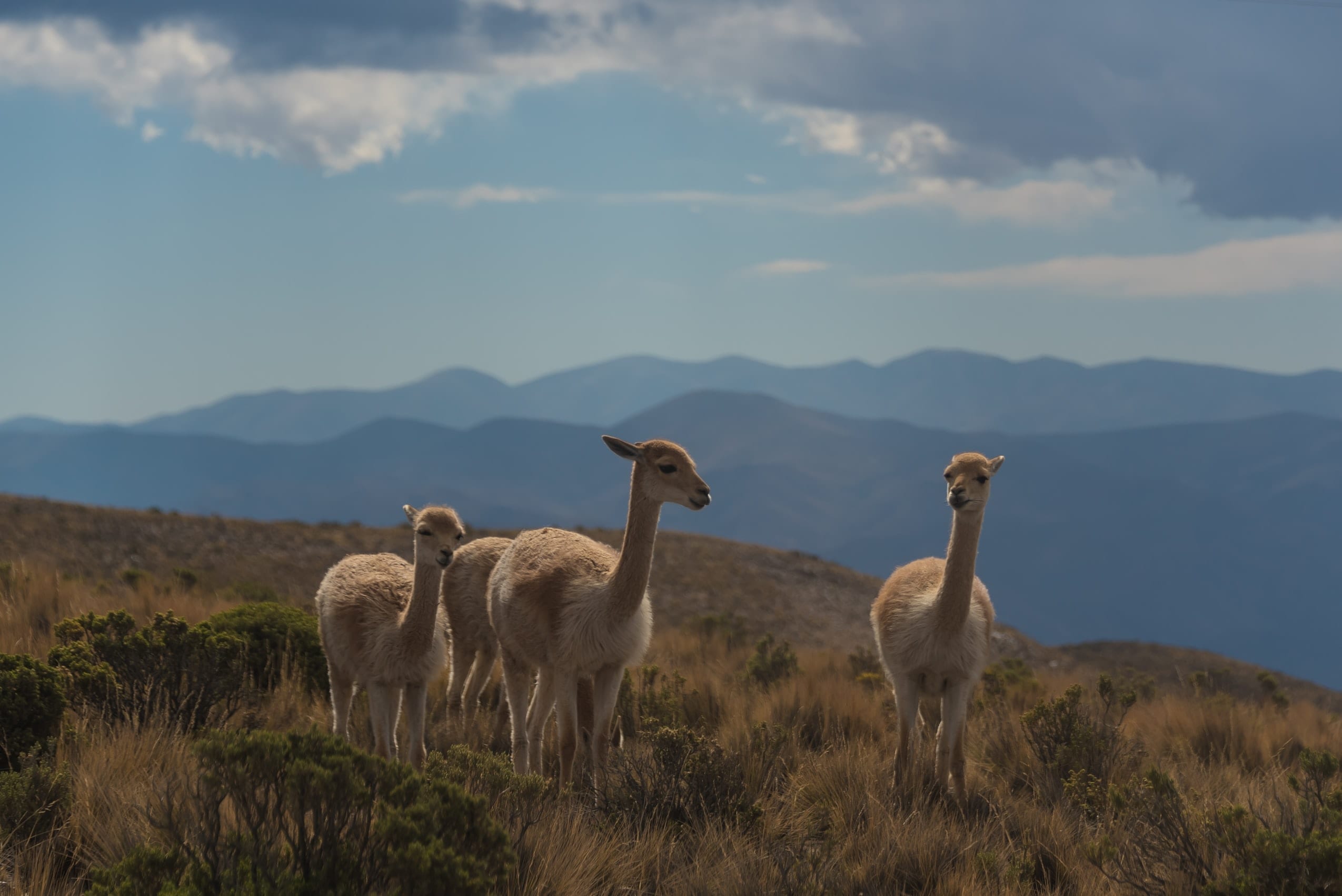 15 Amazing Facts About Argentina