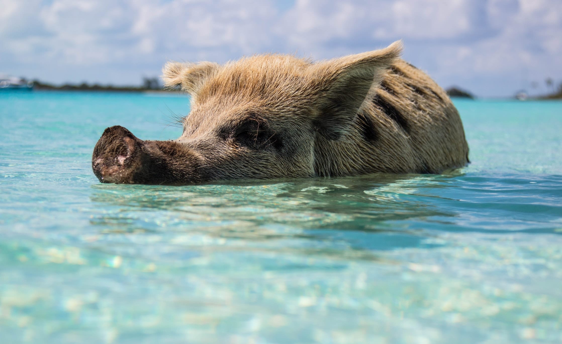 19 Beautiful Facts About The Bahamas