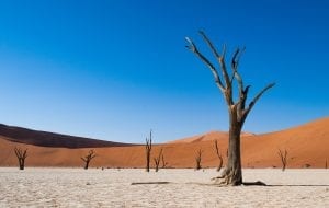 Dead trees in the Namibian desert