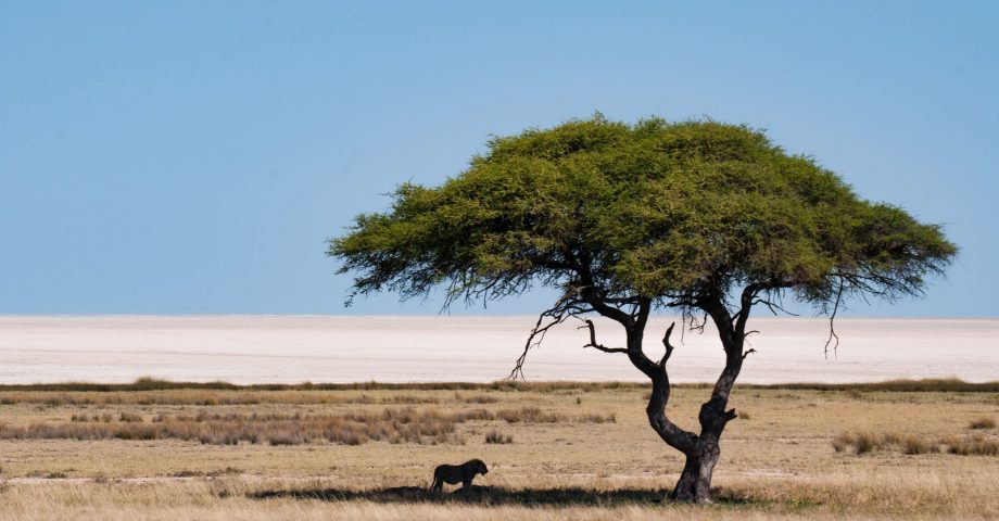 interesting facts about Namibia