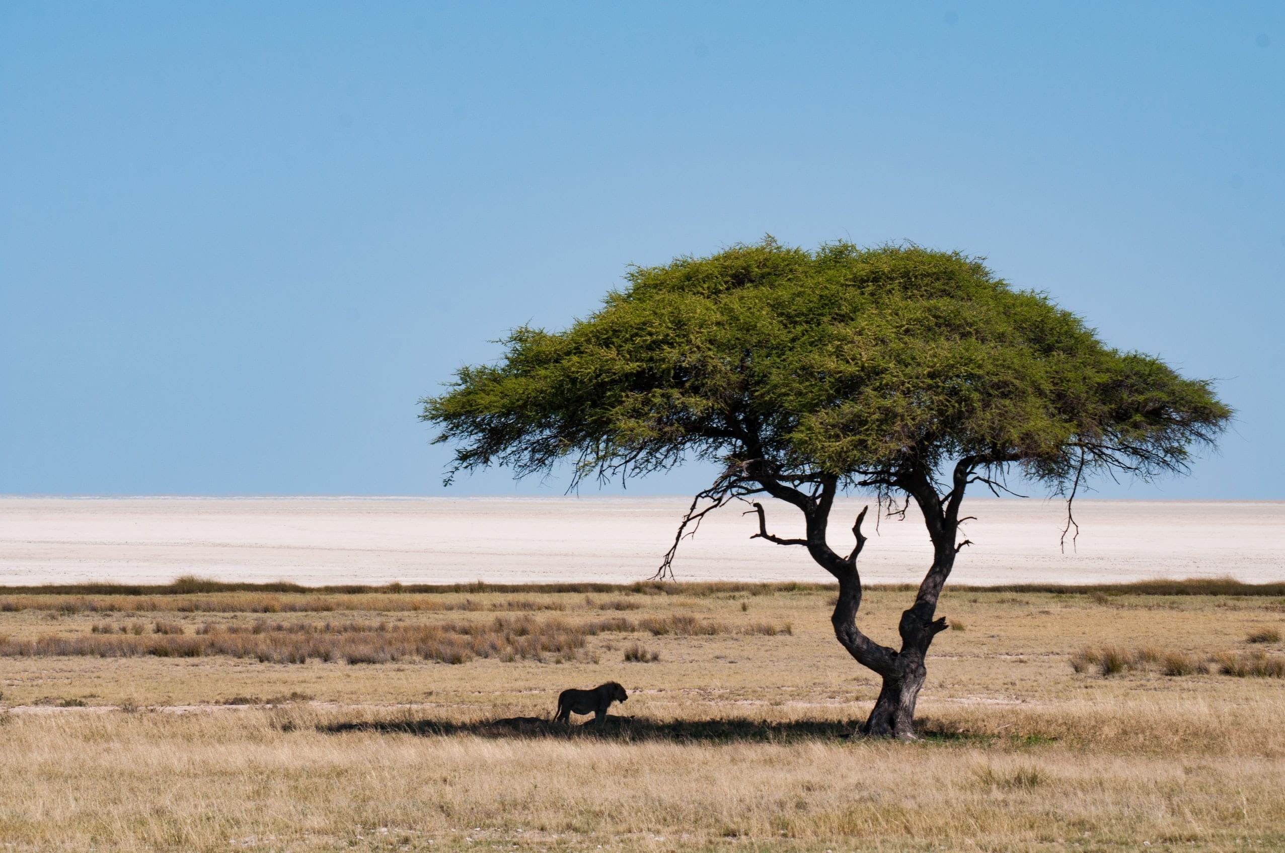 16 Notable Facts About Namibia