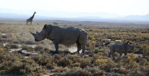 a rhino - Swartkop se Dam, Breede River DC, South Africa