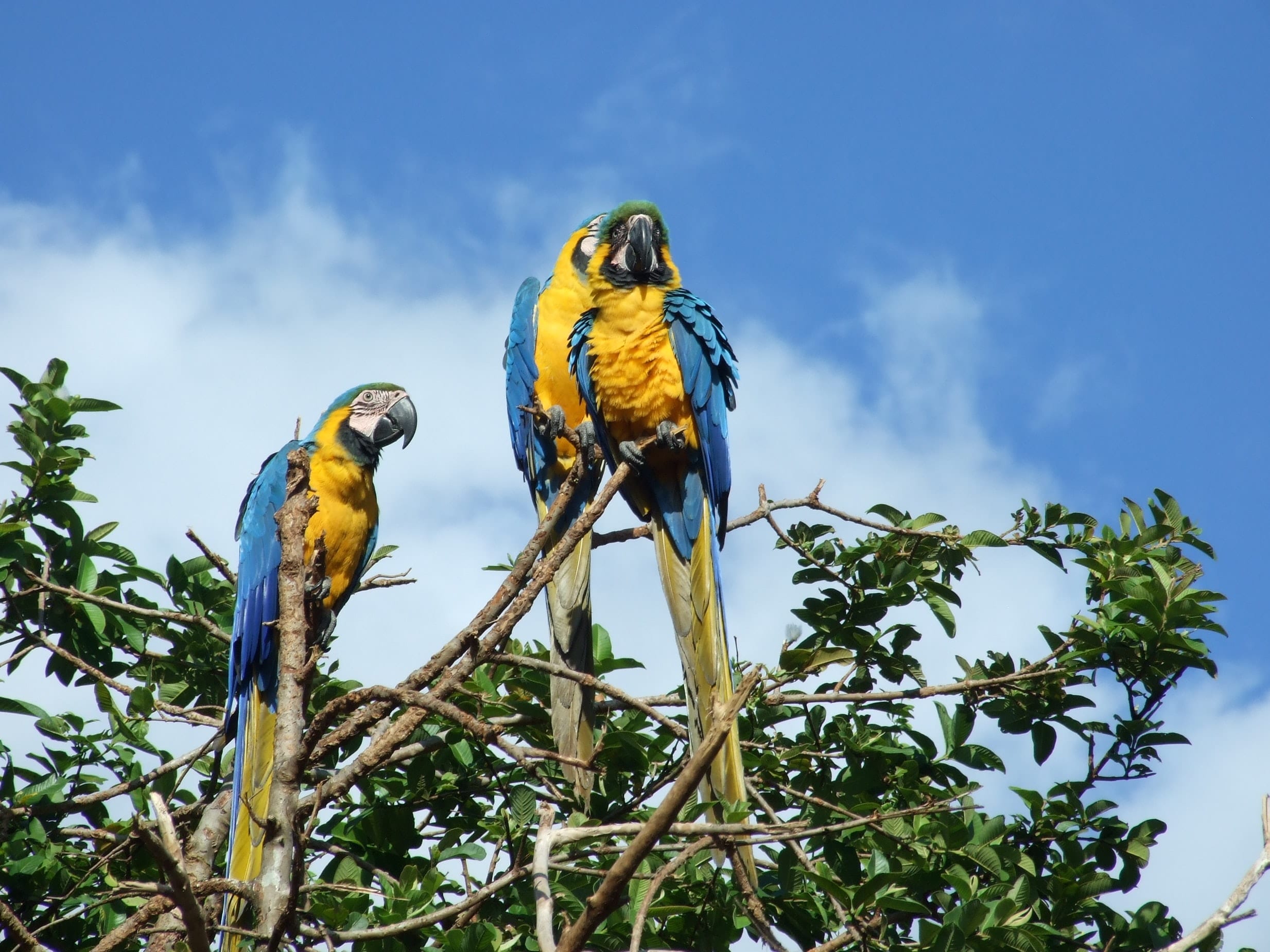17 Vibrant Facts about Venezuela