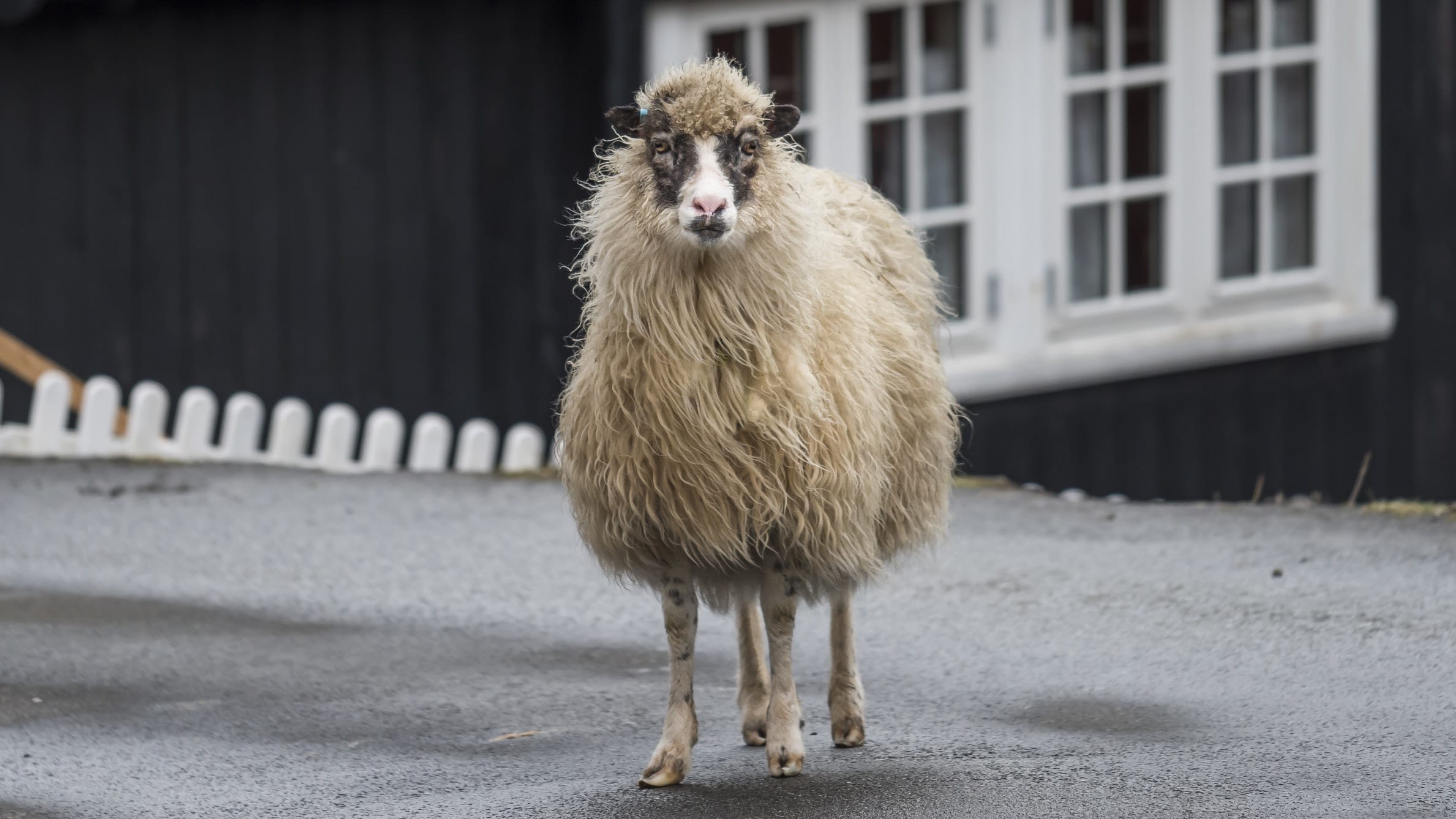 17 Fun Facts About Faroe Islands