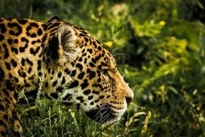 facts about jaguars