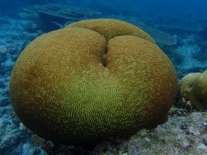 Indian Ocean Brain coral 