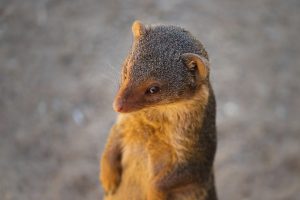 a mongoose