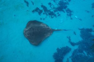 Stingrey in the waters of the Cayman Islands