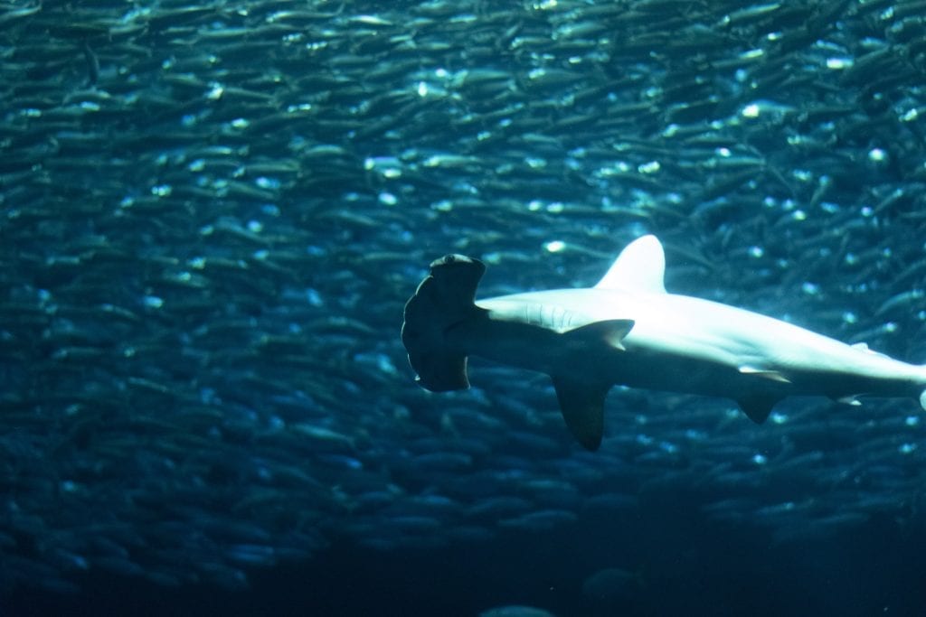shark facts