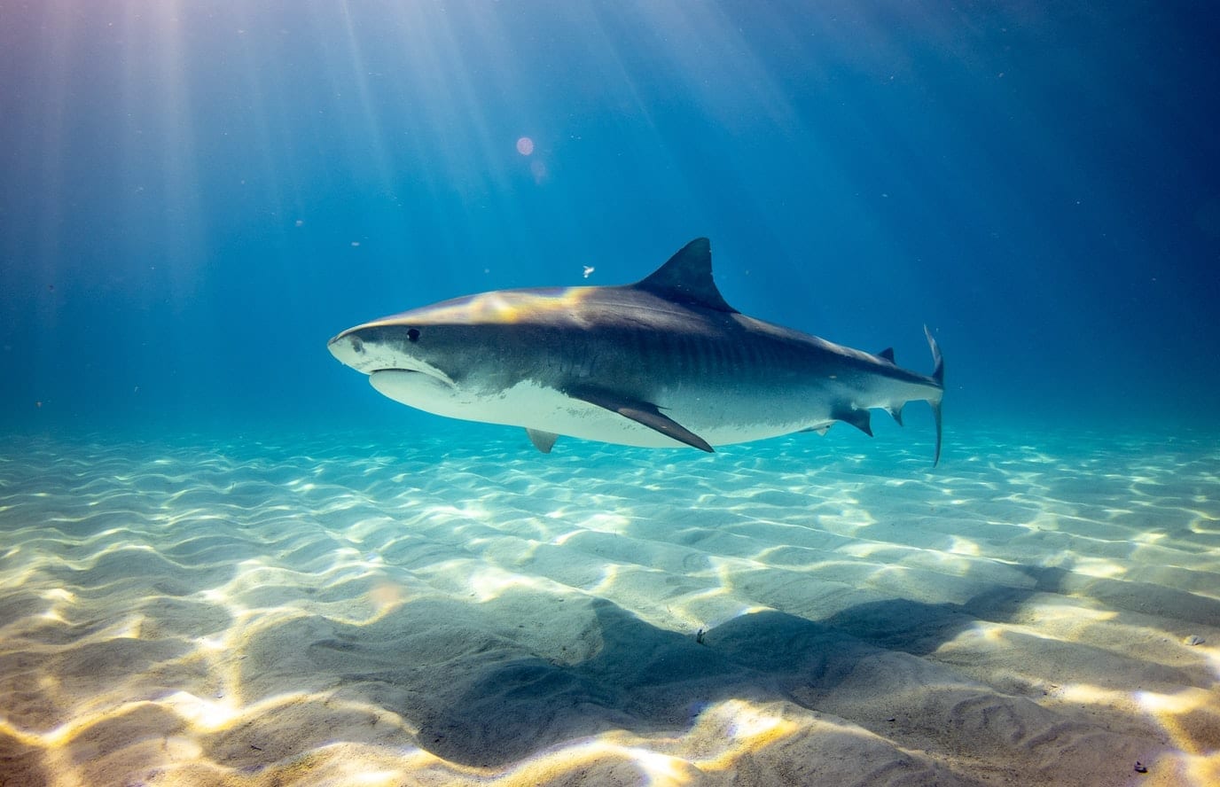 15 Interesting Facts about Tiger Sharks - Facts