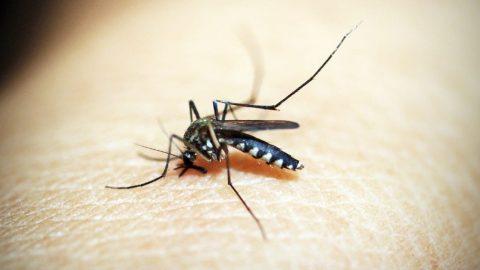 interesting facts about Mosquitos