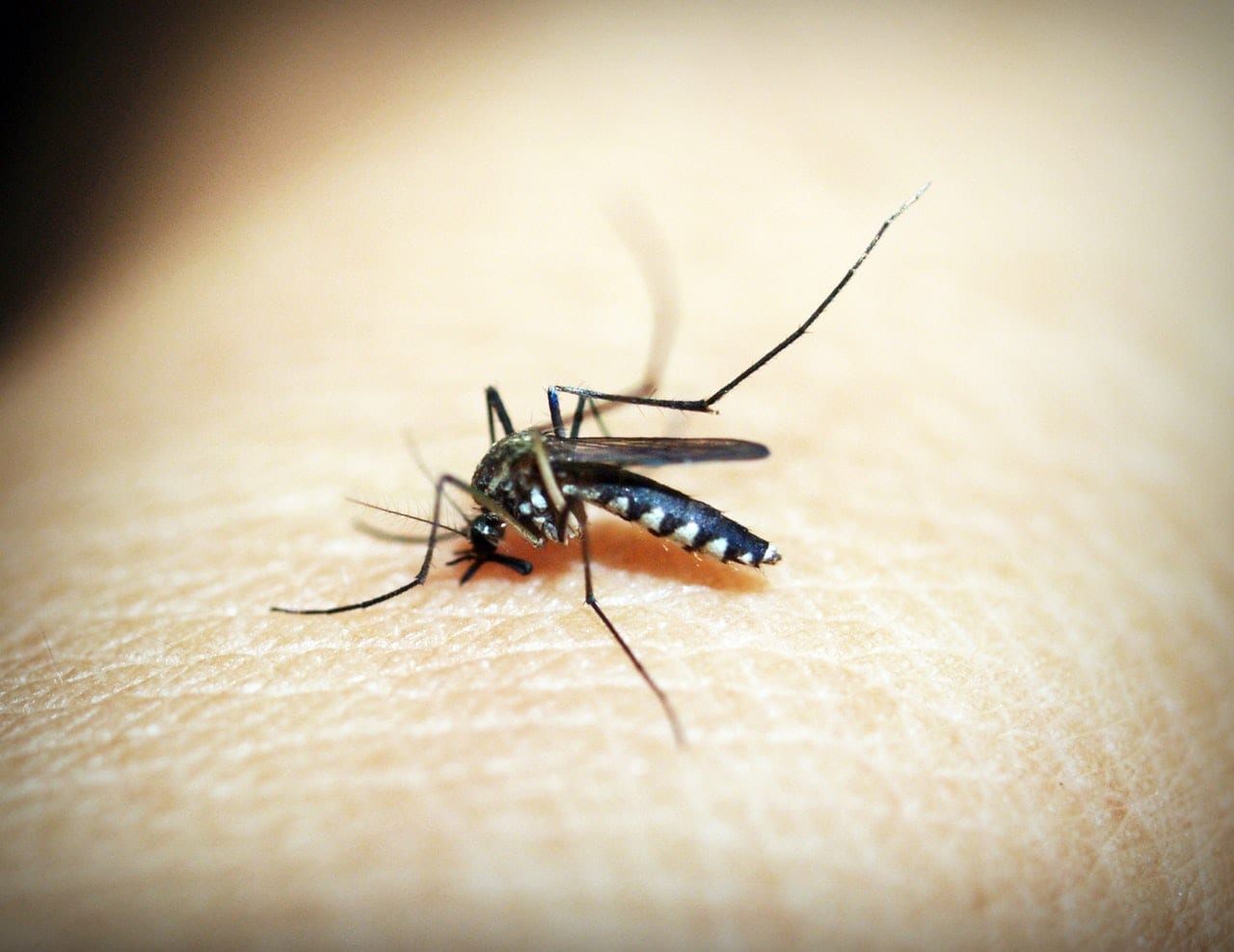 22 Not So Fun Facts About Mosquitoes