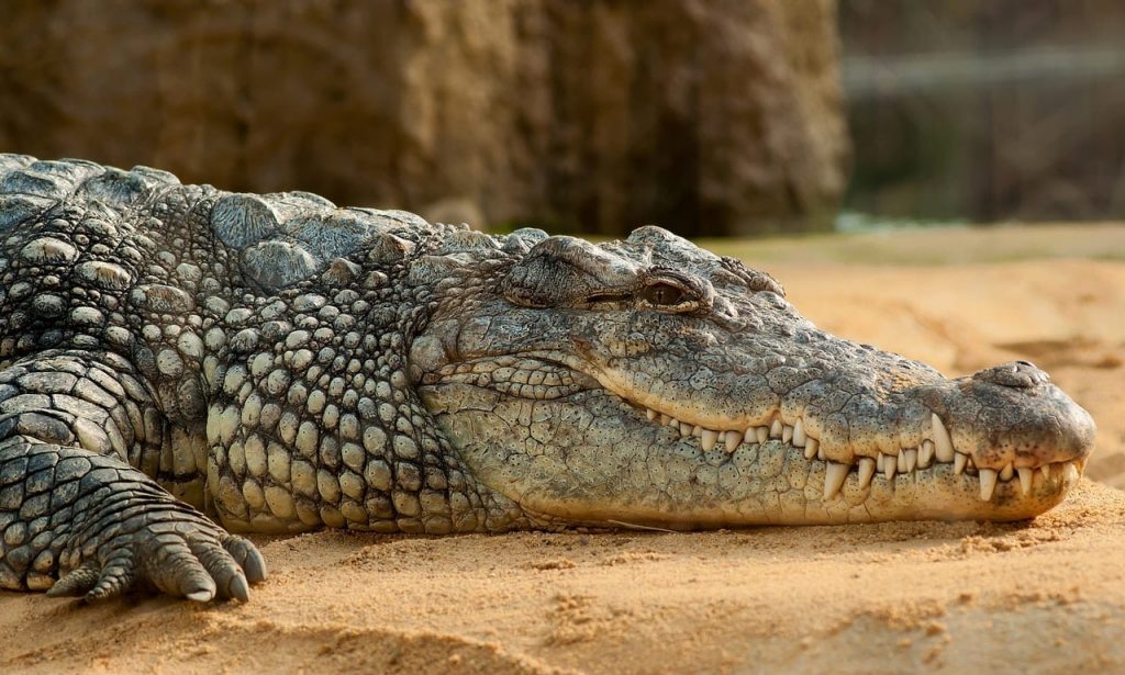 interesting facts about Crocodiles