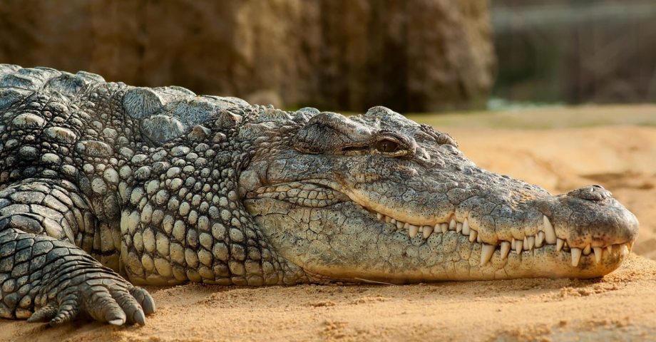 interesting facts about Crocodiles