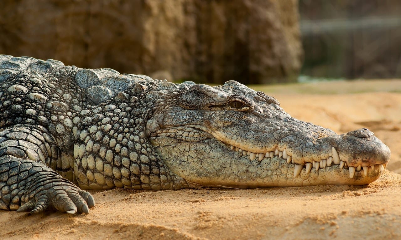 20 Insane Facts About Crocodiles