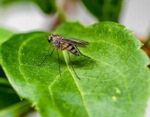 mosquito taking a rest on a leaf