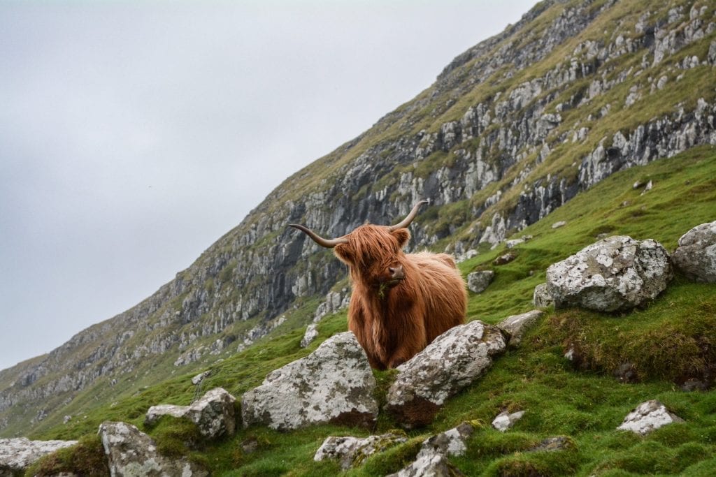 Highland Cattle