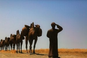 a camel caravan in the desert