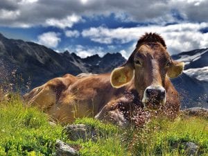 An Alpine Cow, chewing the cud