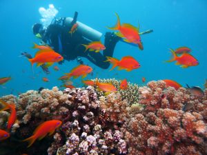 Scuba diving in the Caribbean