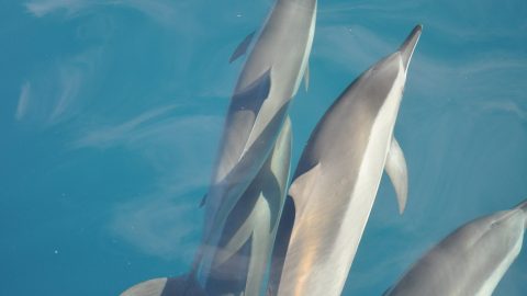 facts about dolphins