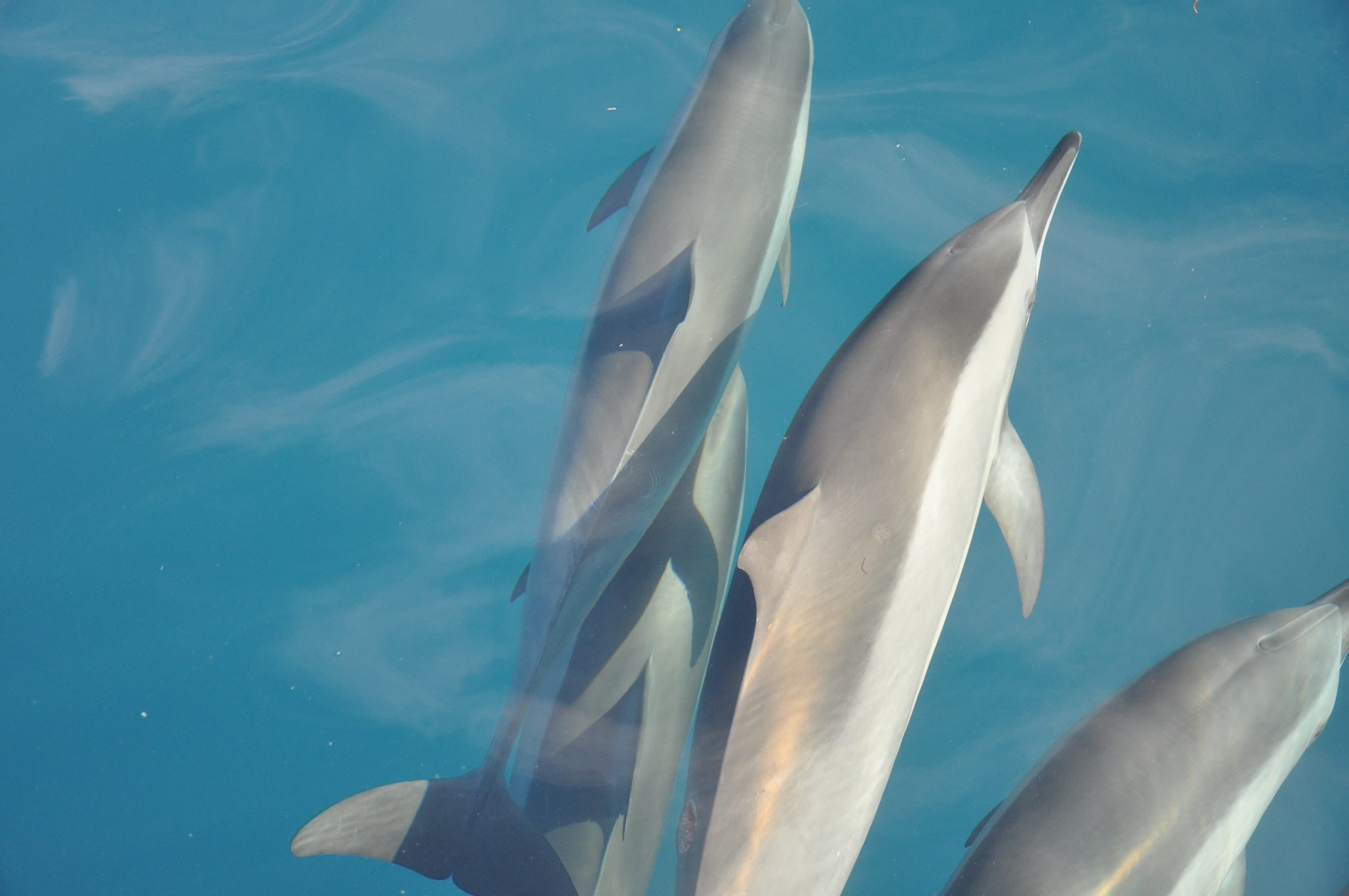12 Fun Facts About Dolphins