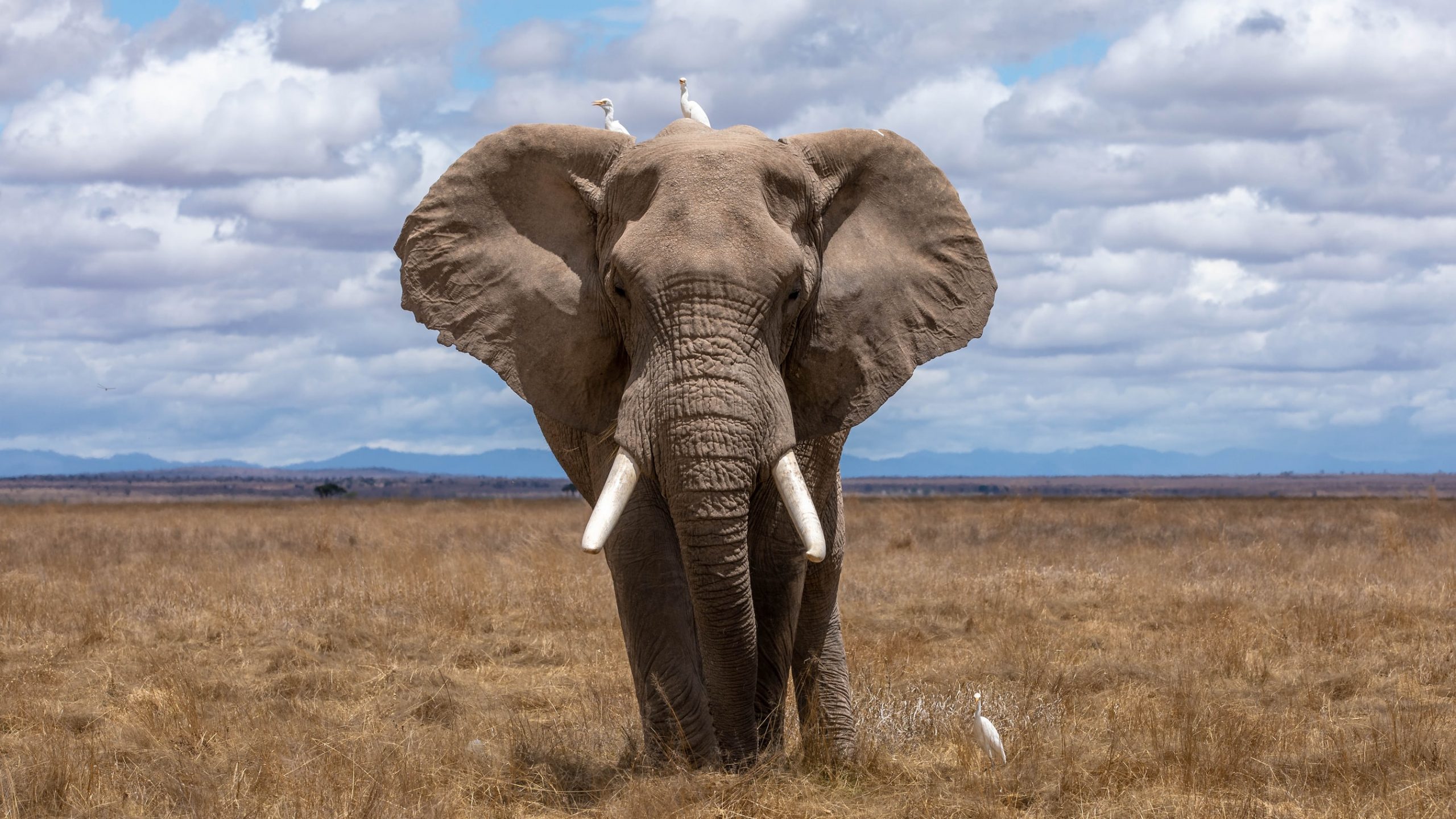 a huge African elephant