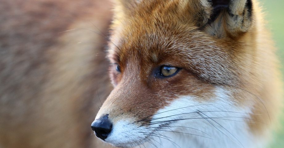 facts about foxes