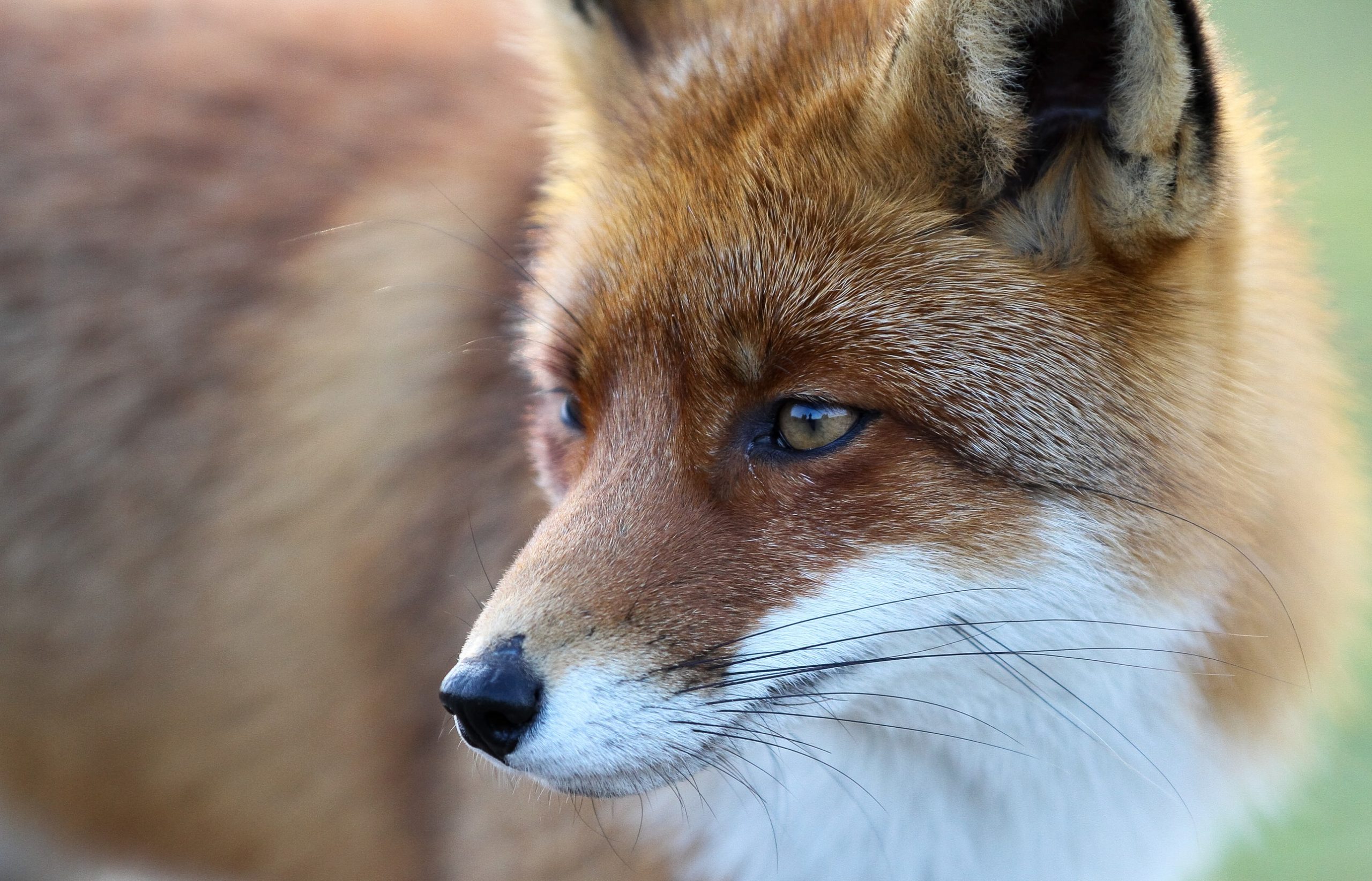 15 Cunning Facts About Foxes
