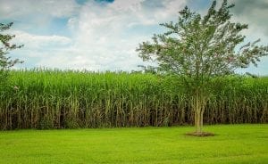 A sugarcane plantation