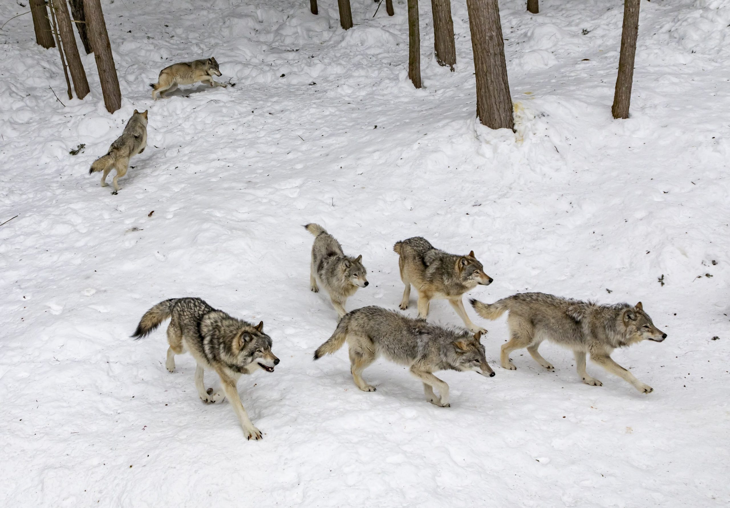 15 Wild Facts About Wolves