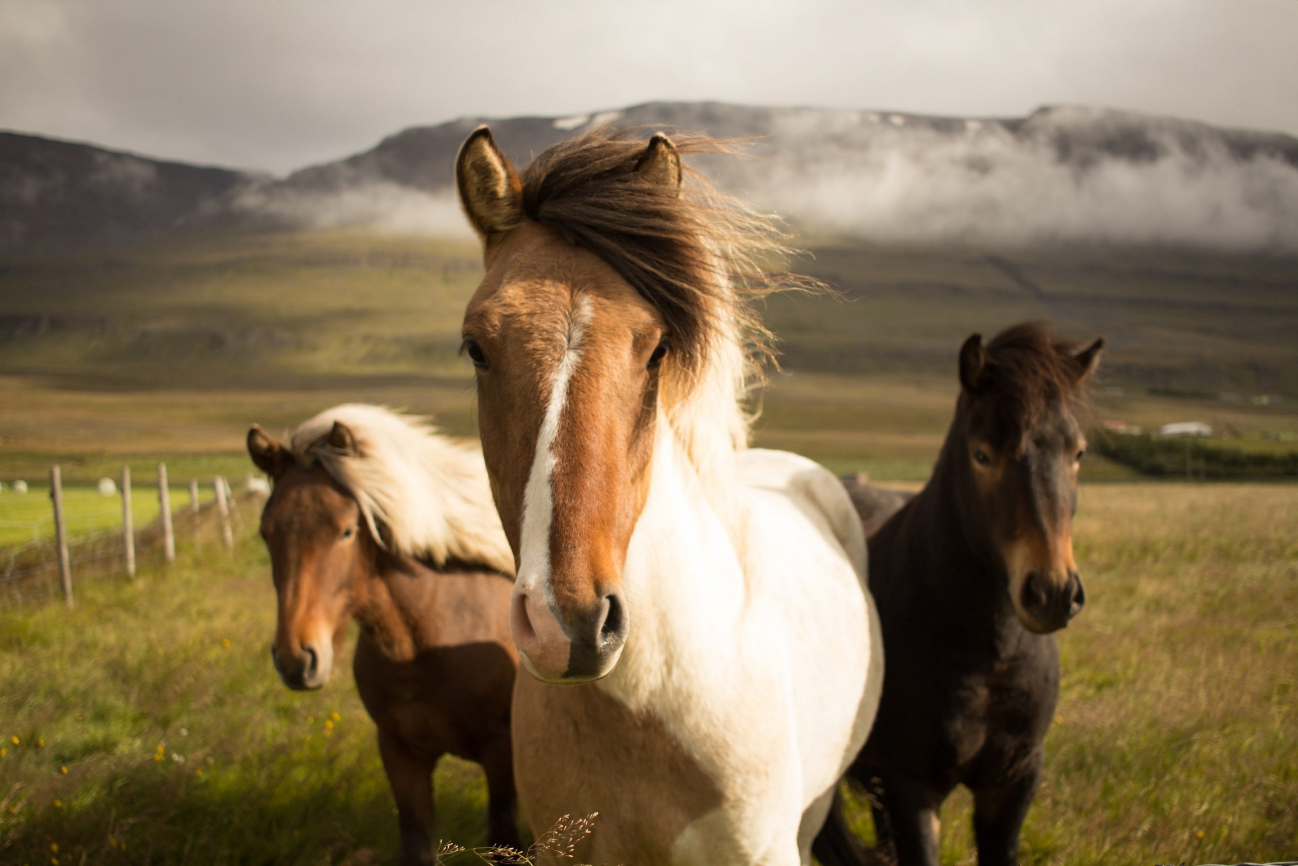 15 Fun Facts About Animals Everyone Should Know