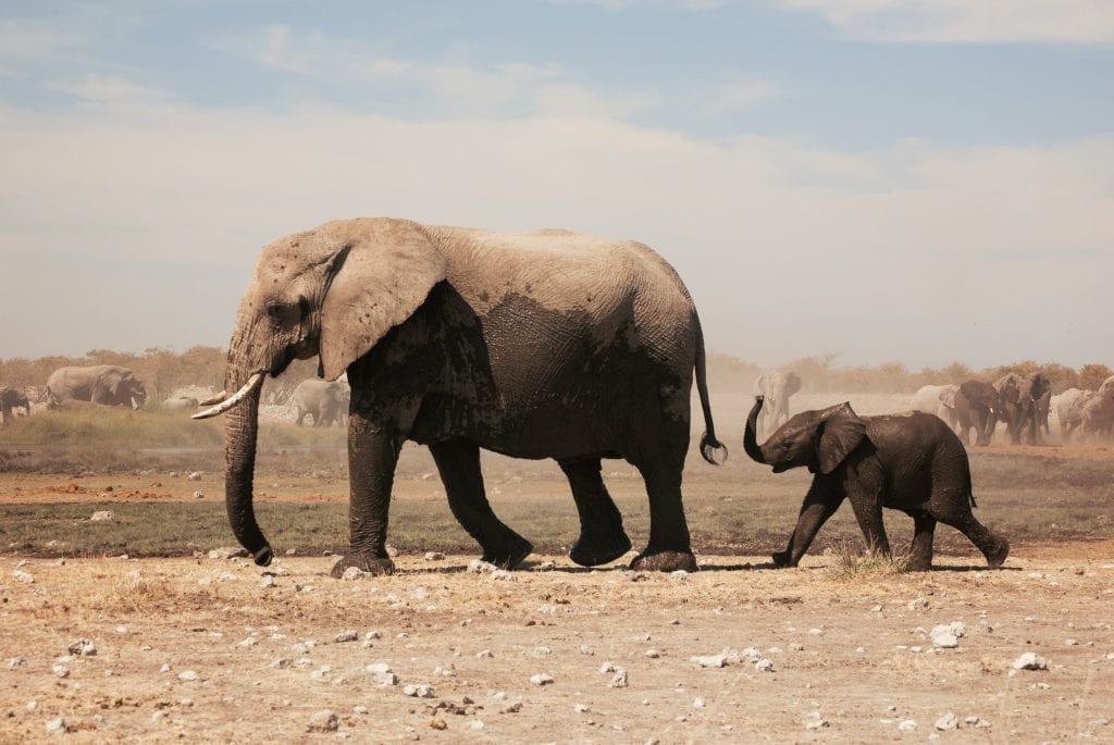 International Animal Rights Day