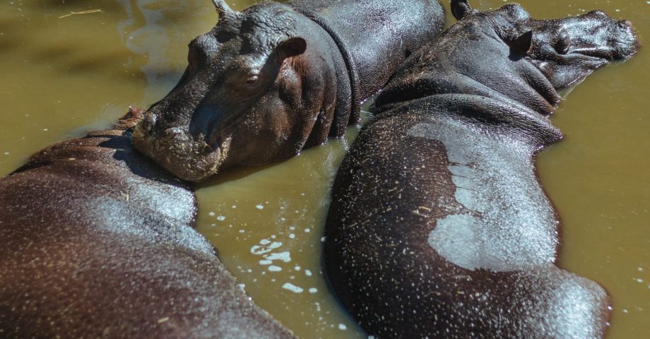 interesting facts about Hippopotamuses