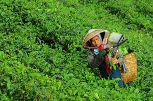 woman picking tea