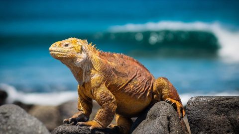 interesting facts about the Galapagos Islands