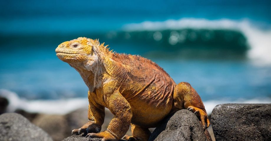 interesting facts about the Galapagos Islands