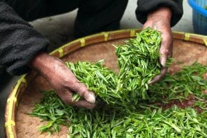 Fresh tea leaves