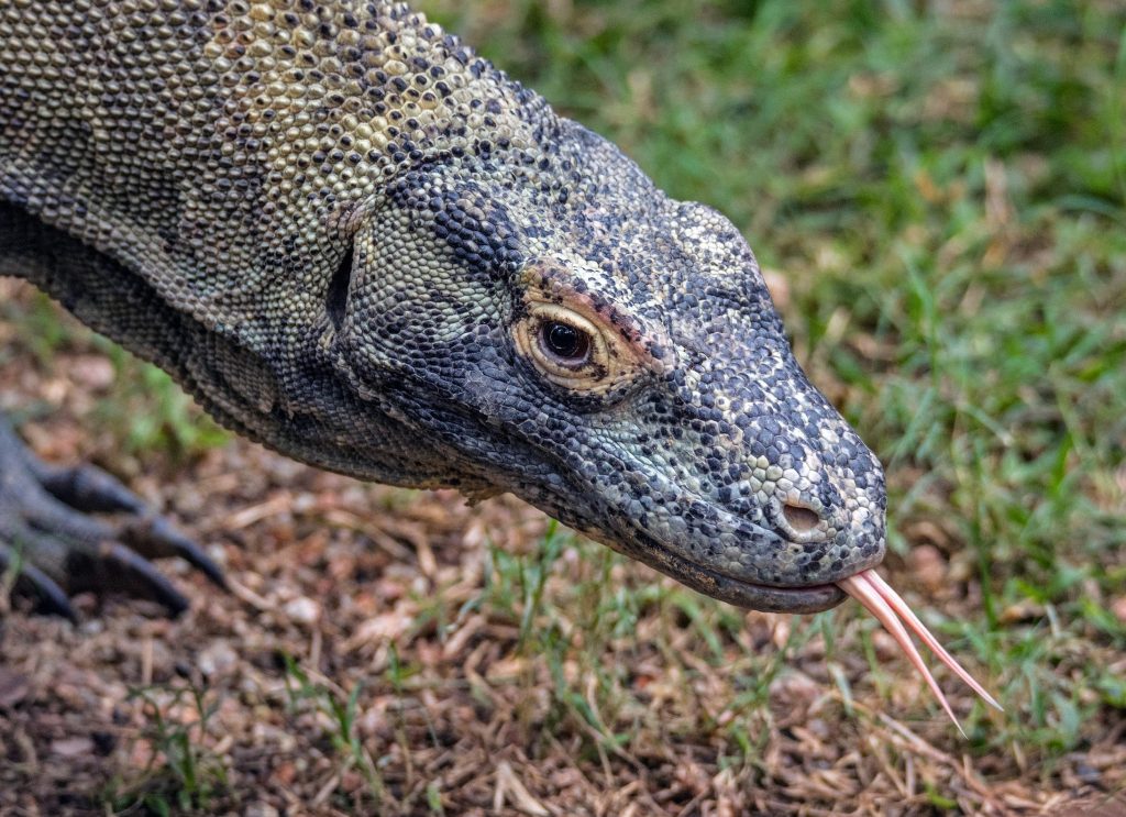 Fun facts about Komodo Dragons