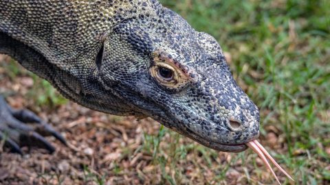 Fun facts about Komodo Dragons