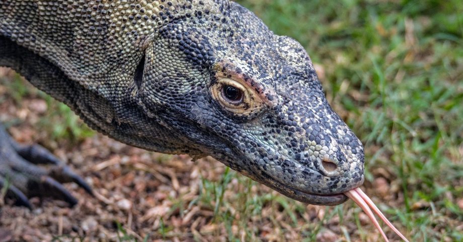 Fun facts about Komodo Dragons