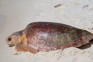 A leatherback turtle coming up the beach