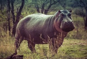 Hippo Facts