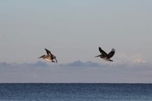 Brown Pelicans on the wing, Gulf of Mexico