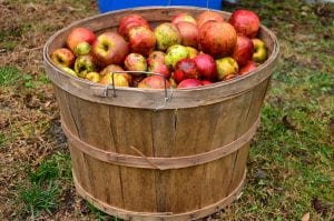 fun facts about apple cider