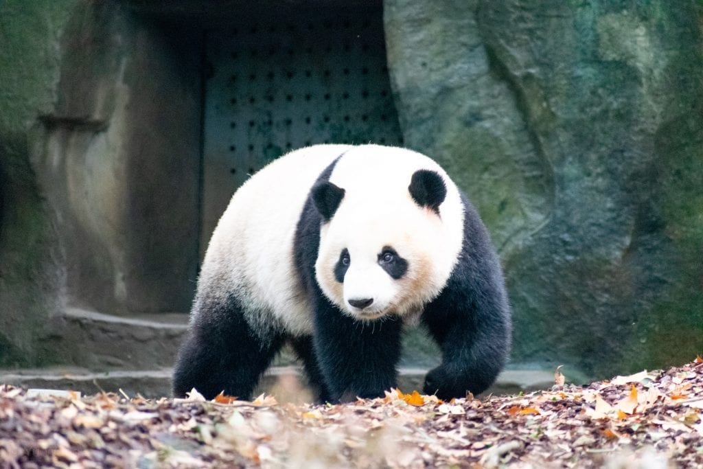 A Giant Panda