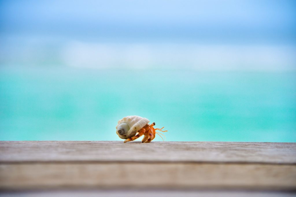 a Hermit Crab